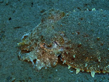 Endonezya 'nın, Kuzey Sulawesi' nin, Manado 'nun, mürekkep balığının inanılmaz ve gizemli sualtı dünyası.