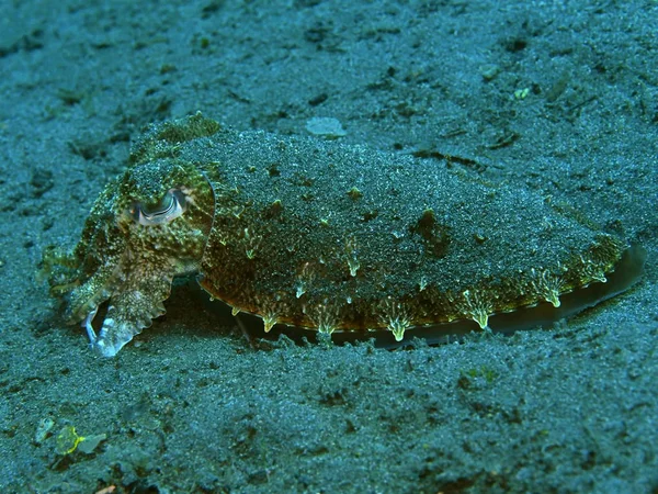 Amazing Mysterious Underwater World Indonesia North Sulawesi Manado Cuttlefish — Stock Photo, Image