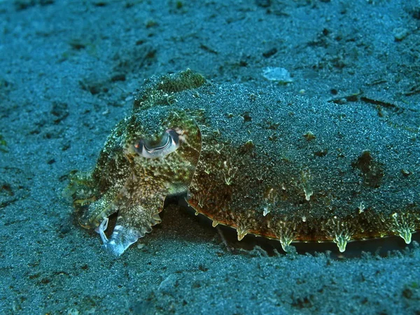 Amazing Mysterious Underwater World Indonesia North Sulawesi Manado Cuttlefish — Stock Photo, Image