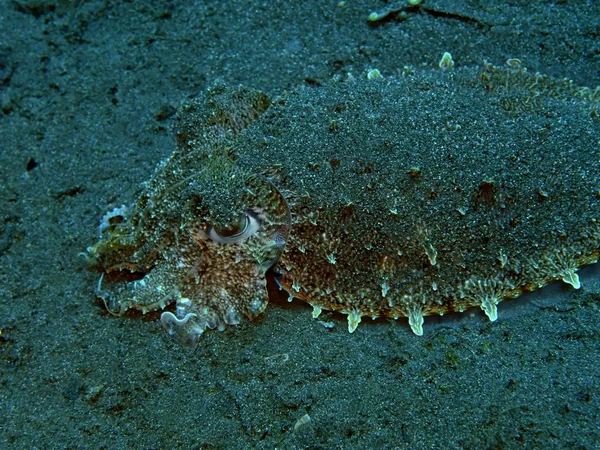 Niesamowity Tajemniczy Podwodny Świat Indonezji Północnego Sulawesi Manado Mątwy — Zdjęcie stockowe