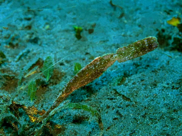 Die Erstaunliche Und Geheimnisvolle Unterwasserwelt Indonesiens Nordsulawesi Manado Fischblatt — Stockfoto