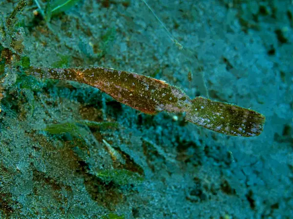 Amazing Mysterious Underwater World Indonesia North Sulawesi Manado Leaf Fish — 스톡 사진