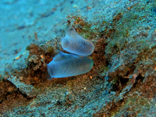 Úžasný Tajemný Podvodní Svět Indonésie Severní Sulawesi Manado Mořské Squirts — Stock fotografie