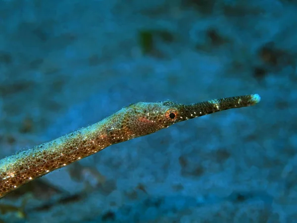Amazing Mysterious Underwater World Indonesia North Sulawesi Manado Needlefish — Stock Photo, Image