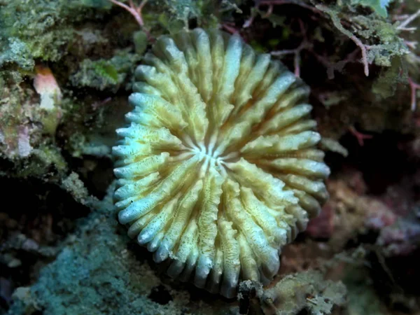 Incrível Misterioso Mundo Subaquático Indonésia North Sulawesi Manado Coral Pedra — Fotografia de Stock