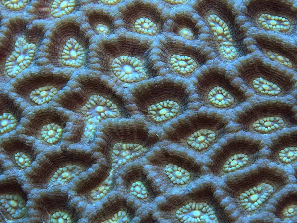 Amazing Mysterious Underwater World Indonesia North Sulawesi Manado Stone Coral — ストック写真