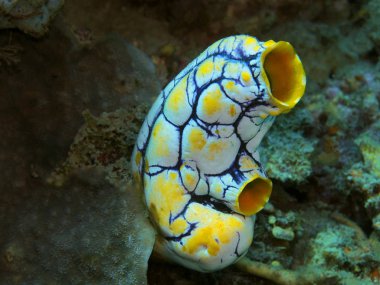 Endonezya 'nın şaşırtıcı ve gizemli sualtı dünyası, Kuzey Sulawesi, Manado, deniz fışkırması