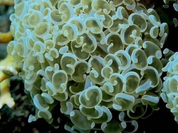 Amazing Mysterious Underwater World Indonesia North Sulawesi Manado Soft Coral — Stockfoto