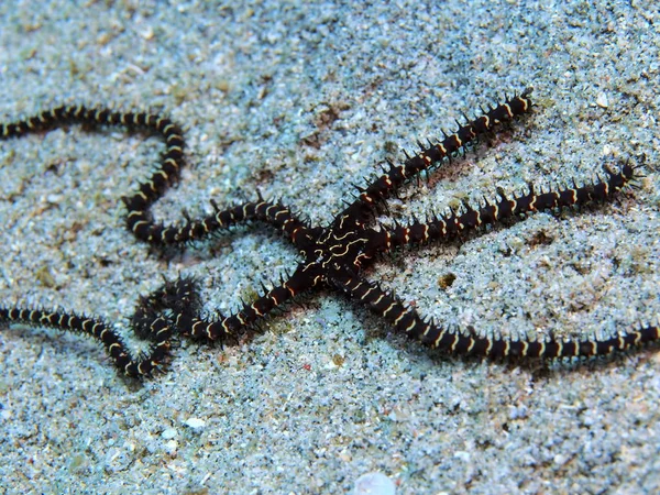 Endonezya Nın Şaşırtıcı Gizemli Sualtı Dünyası Kuzey Sulawesi Manado Brittlestar — Stok fotoğraf