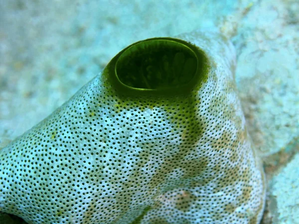 Increíble Misterioso Mundo Submarino Indonesia Sulawesi Del Norte Manado Chorro —  Fotos de Stock