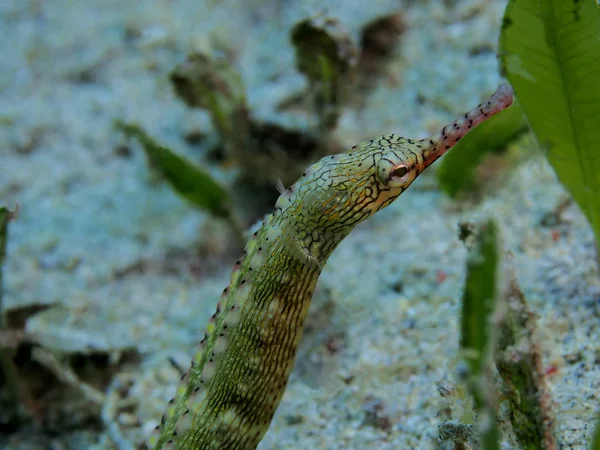 Die Erstaunliche Und Geheimnisvolle Unterwasserwelt Indonesiens Nordsulawesi Manado Seenadeln — Stockfoto