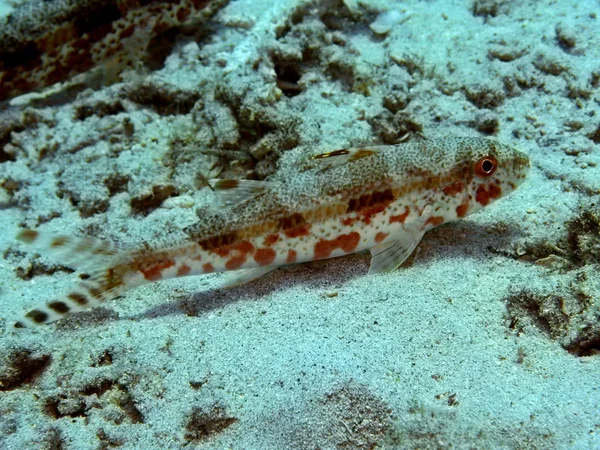 Die Erstaunliche Und Geheimnisvolle Unterwasserwelt Indonesiens Nordsulawesi Manado Ziegenfische — Stockfoto