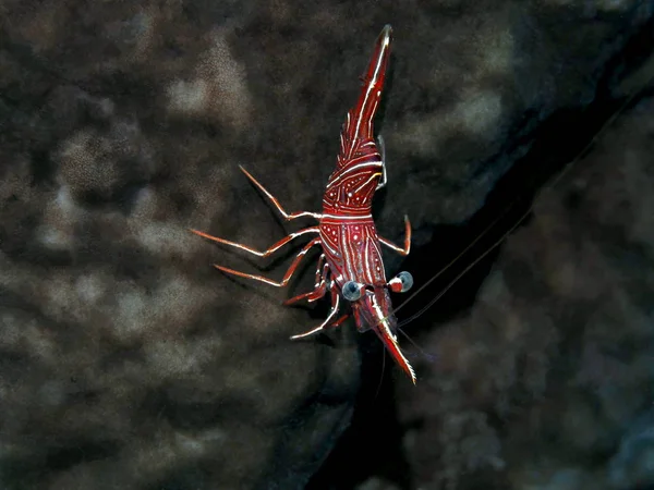 Incrível Misterioso Mundo Subaquático Indonésia North Sulawesi Manado Camarão Coral — Fotografia de Stock