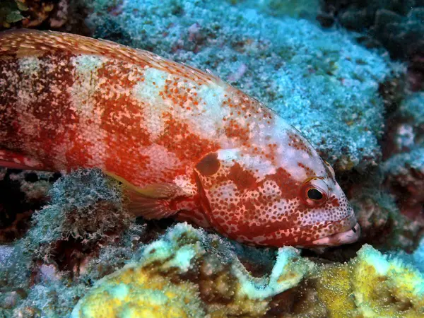 Die Erstaunliche Und Geheimnisvolle Unterwasserwelt Indonesiens Nordsulawesi Manado Barsch — Stockfoto