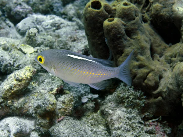 Incrível Misterioso Mundo Subaquático Indonésia North Sulawesi Manado Peixes Coral — Fotografia de Stock