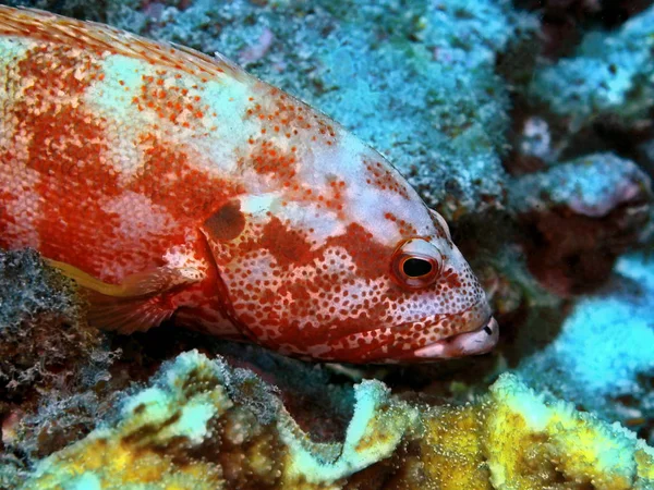 Die Erstaunliche Und Geheimnisvolle Unterwasserwelt Indonesiens Nordsulawesi Manado Barsch — Stockfoto