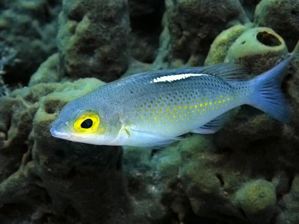 Verbazingwekkende Mysterieuze Onderwaterwereld Van Indonesië Noord Sulawesi Manado Koraalvissen — Stockfoto