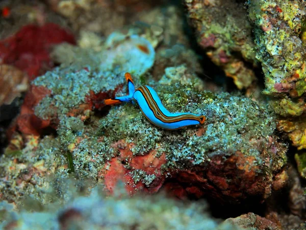 Die Erstaunliche Und Geheimnisvolle Unterwasserwelt Indonesiens Nordsulawesi Manado Meerschnecke — Stockfoto