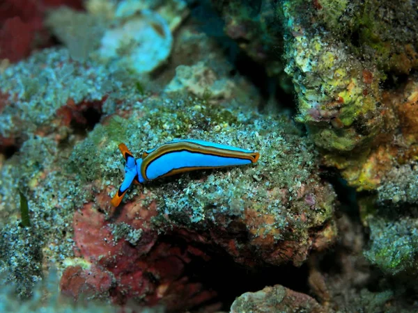 Die Erstaunliche Und Geheimnisvolle Unterwasserwelt Indonesiens Nordsulawesi Manado Meerschnecke — Stockfoto