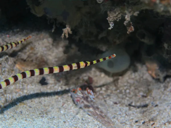 Verbazingwekkende Mysterieuze Onderwaterwereld Van Indonesië Noord Sulawesi Manado Pipefish — Stockfoto