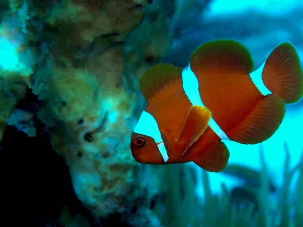 Den Fantastiska Och Mystiska Undervattensvärlden Indonesien North Sulawesi Manado Clownfisk — Stockfoto