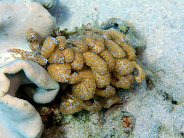 Monde Sous Marin Étonnant Mystérieux Indonésie Sulawesi Nord Manado Limace — Photo