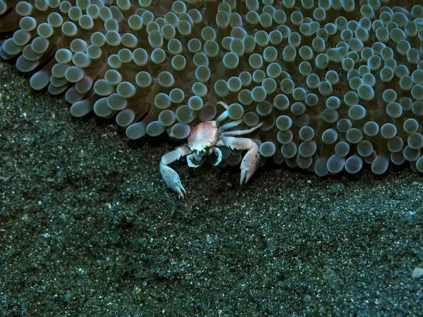 Monde Sous Marin Incroyable Mystérieux Indonésie Sulawesi Nord Manado Crabe — Photo