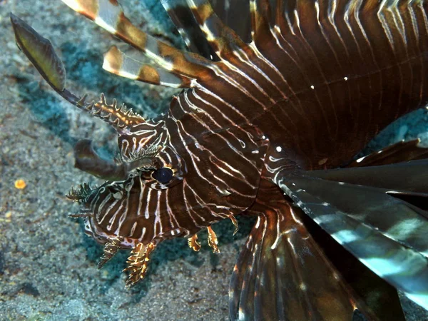Niesamowity Tajemniczy Podwodny Świat Indonezji Północnego Sulawesi Manado Skorpion — Zdjęcie stockowe