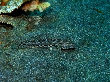 Endonezya 'nın, Kuzey Sulawesi' nin, Manado 'nun, mercan balıklarının inanılmaz ve gizemli sualtı dünyası.