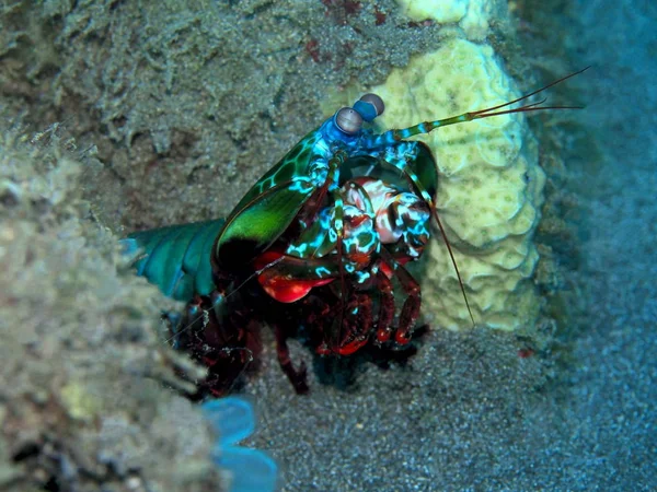 Amazing Mysterious Underwater World Indonesia North Sulawesi Manado Mantis Shrimp — Stock Photo, Image