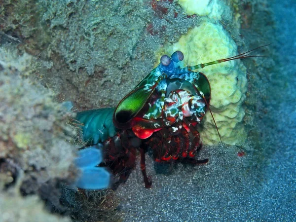Amazing Mysterious Underwater World Indonesia North Sulawesi Manado Mantis Shrimp — Stock Photo, Image