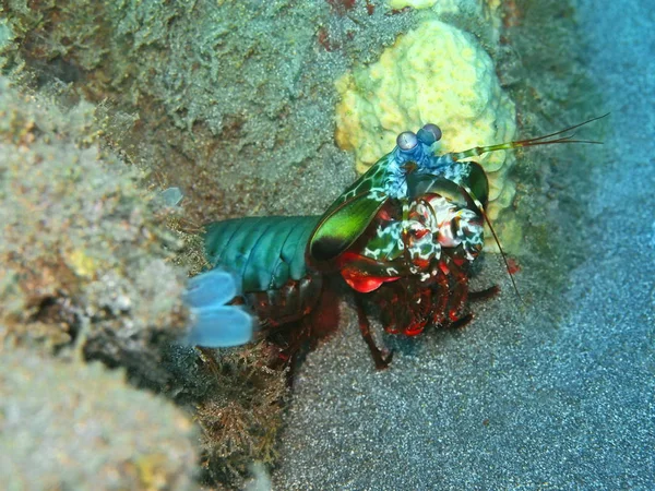 Amazing Mysterious Underwater World Indonesia North Sulawesi Manado Mantis Shrimp — Stock Photo, Image