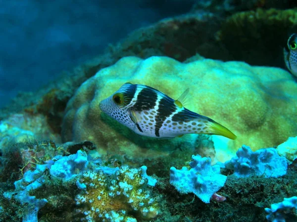 Increíble Misterioso Mundo Submarino Indonesia Sulawesi Del Norte Manado Boxfish —  Fotos de Stock