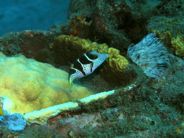 Fantastico Misterioso Mondo Sottomarino Indonesia Nord Sulawesi Manado Gamberetti Mantide — Foto Stock