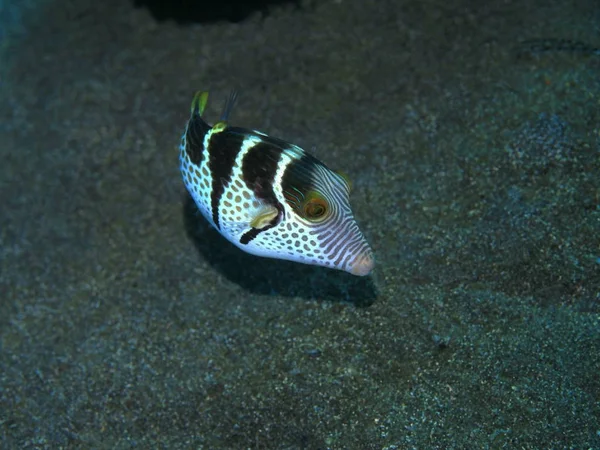 Incrível Misterioso Mundo Subaquático Indonésia North Sulawesi Manado Boxfish — Fotografia de Stock