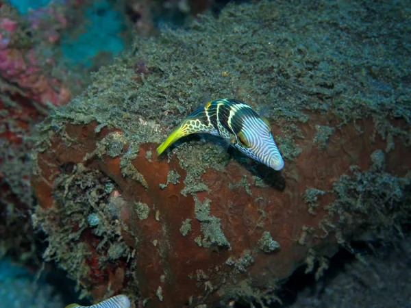 Meraviglioso Misterioso Mondo Subacqueo Indonesia Nord Sulawesi Manado Boxfish — Foto Stock
