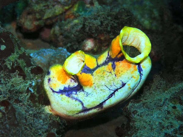 Amazing Mysterious Underwater World Indonesia North Sulawesi Manado Sea Squirt — Stock Photo, Image