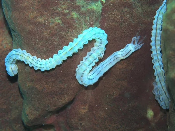 Increíble Misterioso Mundo Submarino Indonesia Sulawesi Del Norte Manado Pepino — Foto de Stock