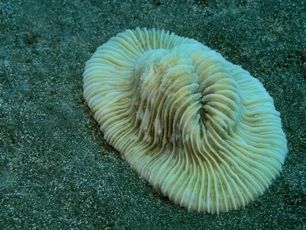 Amazing Mysterious Underwater World Indonesia North Sulawesi Manado Stone Coral — Stock Photo, Image