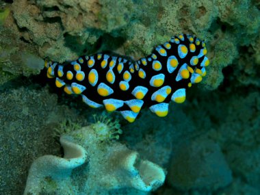 Endonezya 'nın, Kuzey Sulawesi' nin, Manado 'nun, deniz salyangozunun inanılmaz ve gizemli sualtı dünyası.