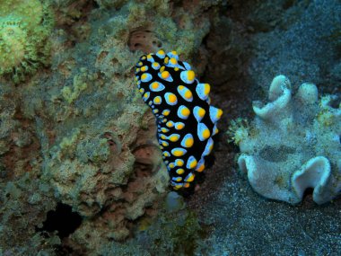 Endonezya 'nın, Kuzey Sulawesi' nin, Manado 'nun, deniz salyangozunun inanılmaz ve gizemli sualtı dünyası.