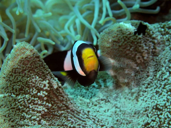 Meraviglioso Misterioso Mondo Sottomarino Indonesia Nord Sulawesi Manado Clownfish — Foto Stock