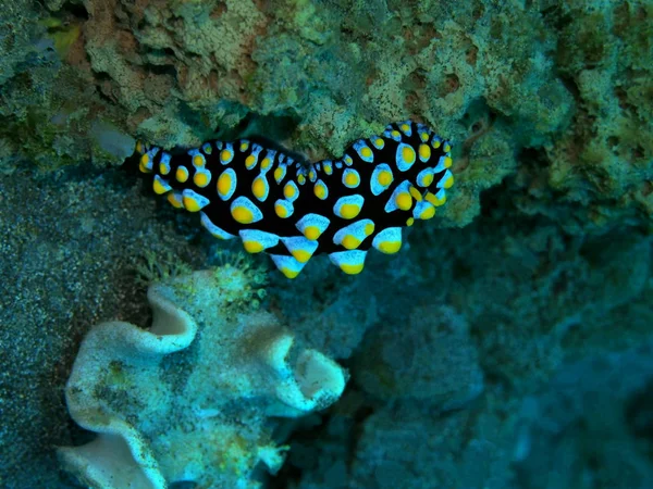 Verbazingwekkende Mysterieuze Onderwaterwereld Van Indonesië Noord Sulawesi Manado Zeeslak — Stockfoto