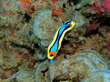 Endonezya 'nın, Kuzey Sulawesi' nin, Manado 'nun, deniz salyangozunun inanılmaz ve gizemli sualtı dünyası.