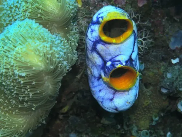 Amazing Mysterious Underwater World Indonesia North Sulawesi Manado Sea Squirt — Stock Photo, Image