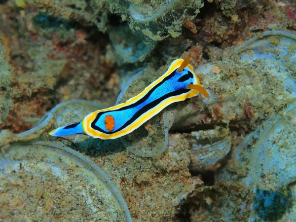 Die Erstaunliche Und Geheimnisvolle Unterwasserwelt Indonesiens Nordsulawesi Manado Meerschnecke — Stockfoto