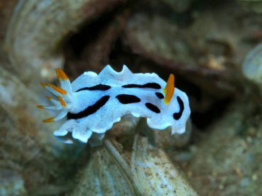 Endonezya 'nın, Kuzey Sulawesi' nin, Manado 'nun, deniz salyangozunun inanılmaz ve gizemli sualtı dünyası.