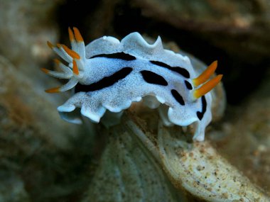 Endonezya 'nın, Kuzey Sulawesi' nin, Manado 'nun, deniz salyangozunun inanılmaz ve gizemli sualtı dünyası.