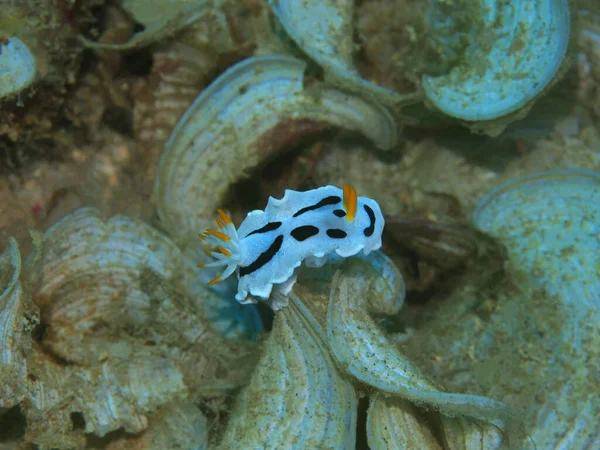 Incredibile Misterioso Mondo Sottomarino Indonesia Nord Sulawesi Manado Lumaca Mare — Foto Stock