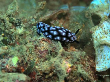 Endonezya 'nın, Kuzey Sulawesi' nin, Manado 'nun, deniz salyangozunun inanılmaz ve gizemli sualtı dünyası.